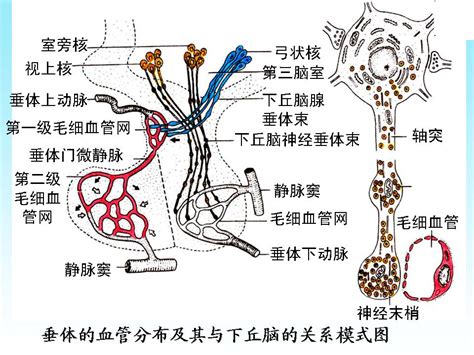 脈象 弦細|【脈象學說】十二種常見脈象簡述